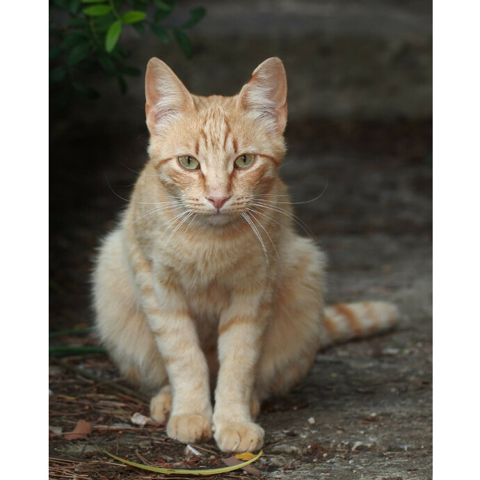 test