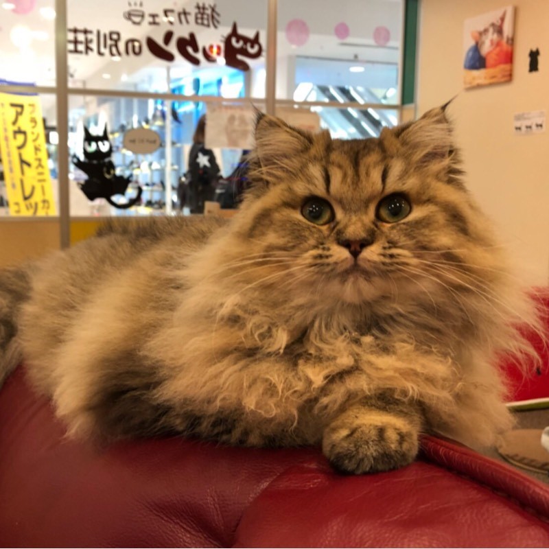 猫カフェ「コックンの別荘」