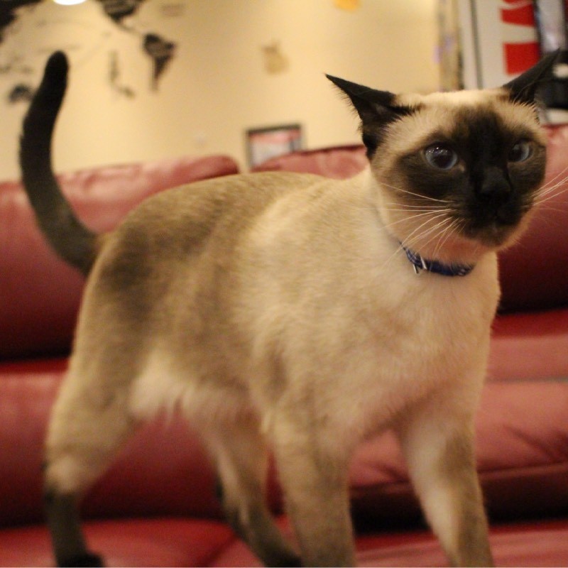 猫カフェ「コックンの別荘」