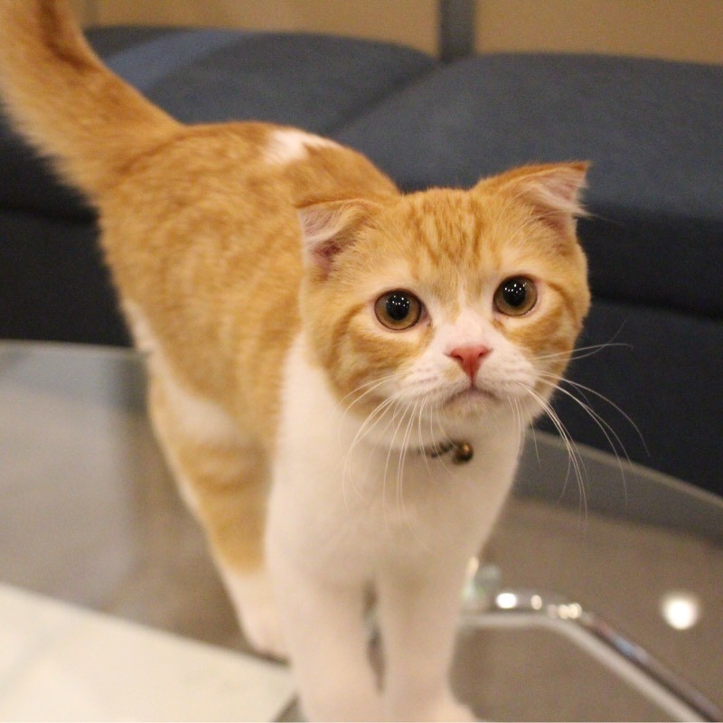 猫カフェ「コックンの別荘」