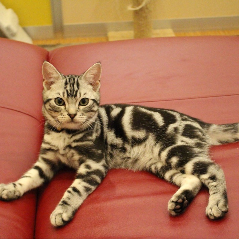 猫カフェ「コックンの別荘」
