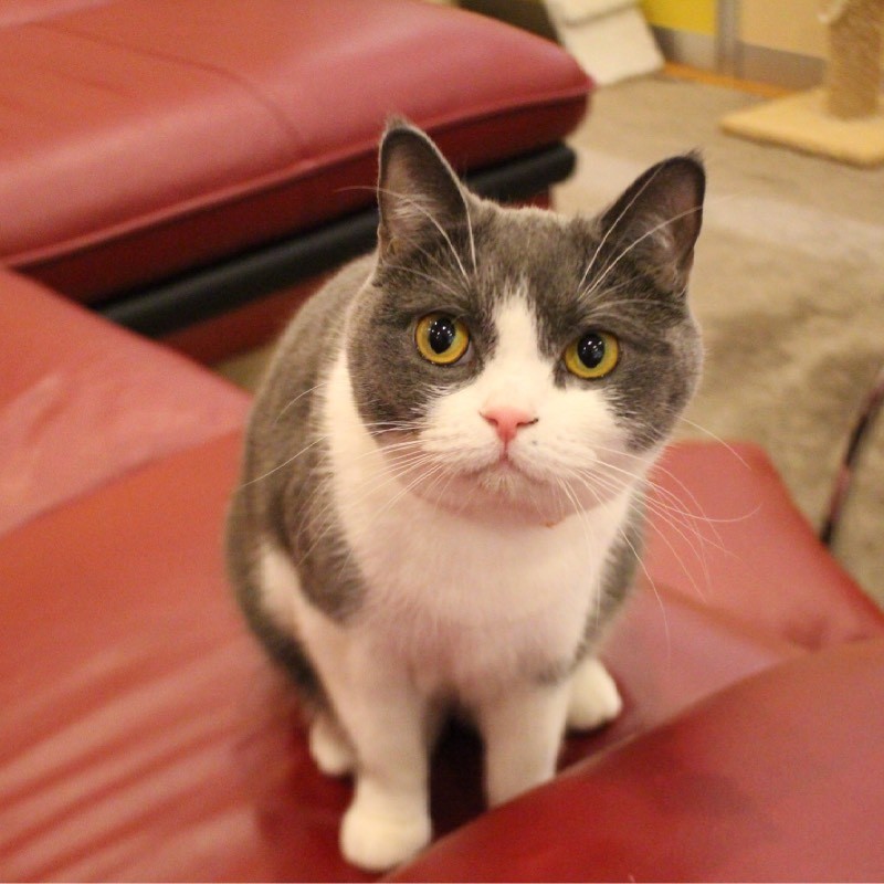 猫カフェ「コックンの別荘」
