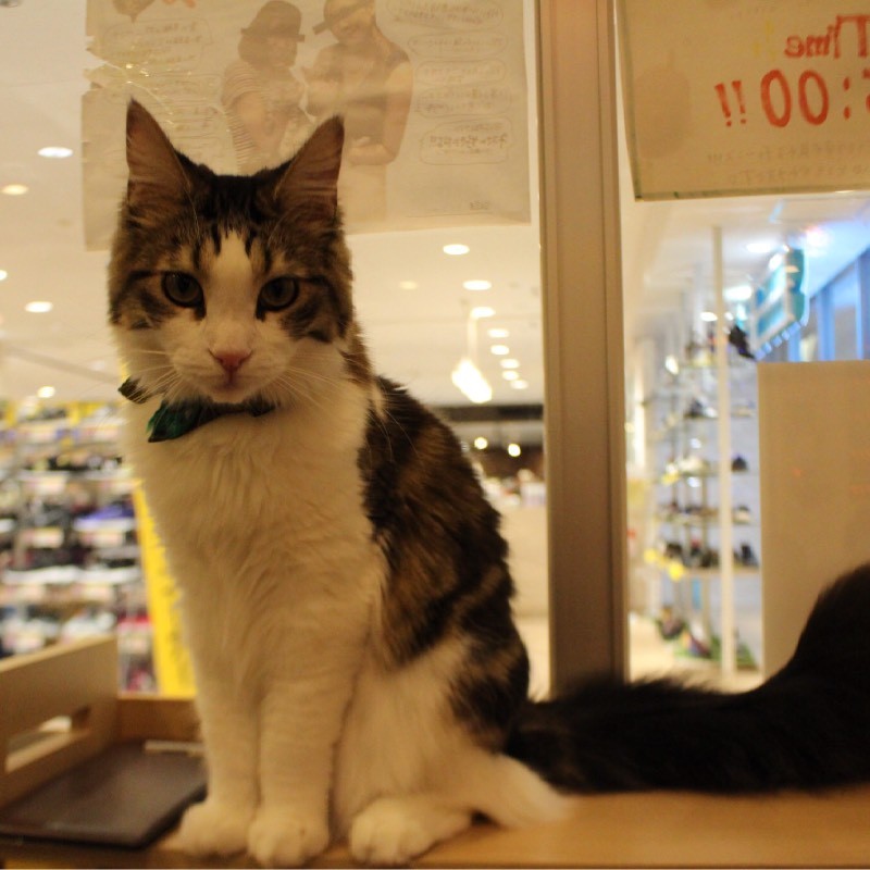 猫カフェ「コックンの別荘」
