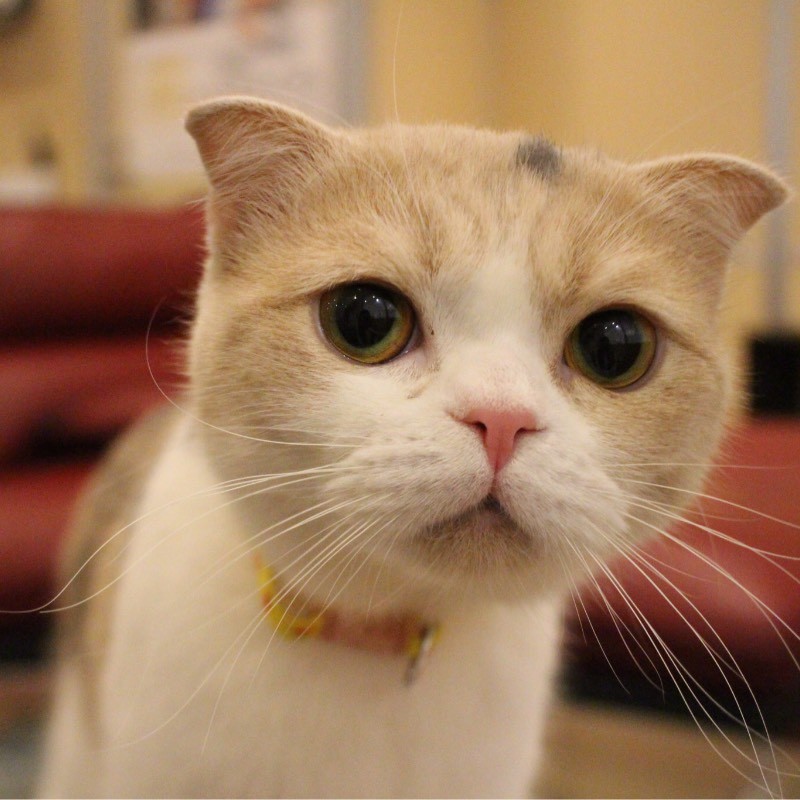 猫カフェ「コックンの別荘」