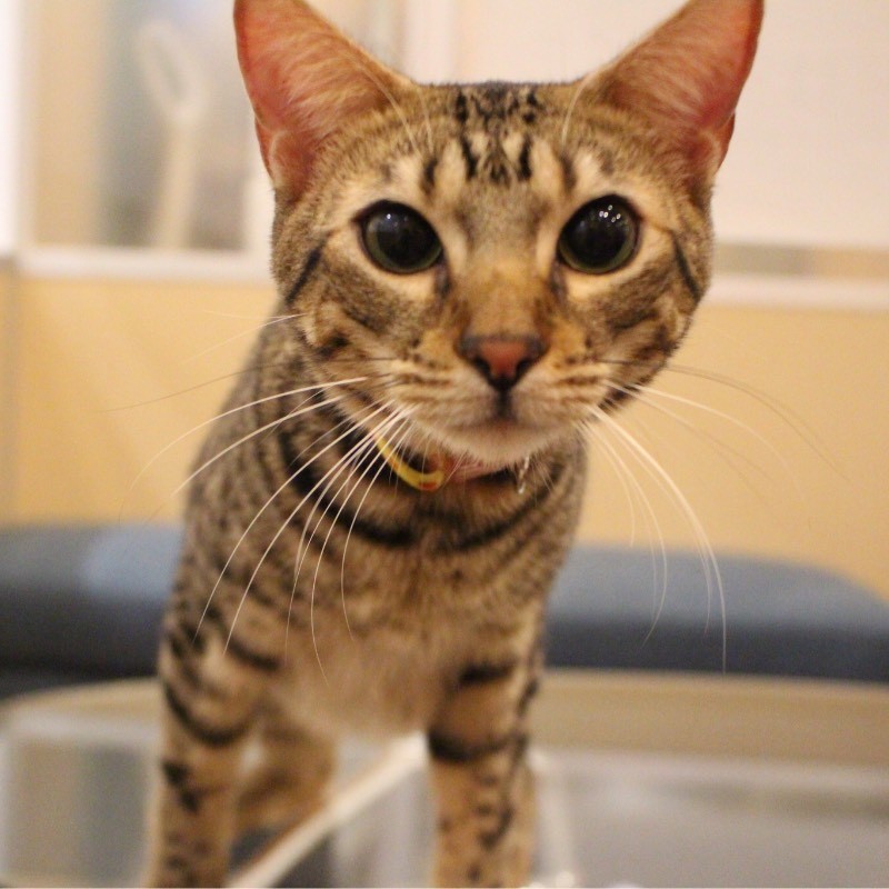 猫カフェ「コックンの別荘」